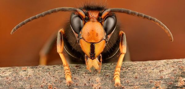 Asian hornet GilesSM